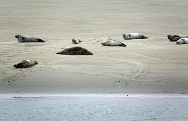 Seehunde an der Oosterschelde