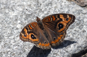 Pretty butterflies