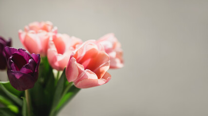 Pink and purple tulips on grey background.