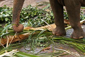 Asian elephant using trunk to pick up food, Pinnawala Elephant Orphanage, Kegalle, Sri Lanka