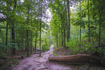 Path In The Woods