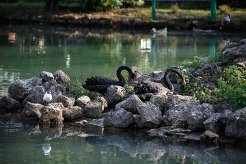 Adult Black Swan, walking in the park.