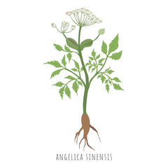 Sketch of Angelica sinensis or dong quai