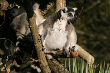 lemur (maki catta) in a zoo in france 