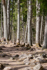 the forest in the autumn