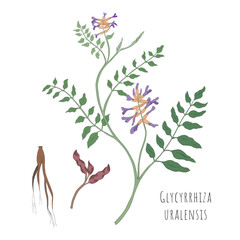 Sketch of Glycyrrhiza Uralensis or Gancao Herb