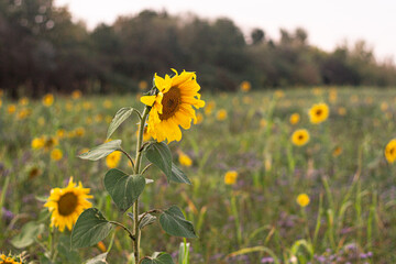 field of sunflowers in Summer