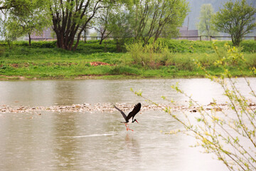 bird on the river