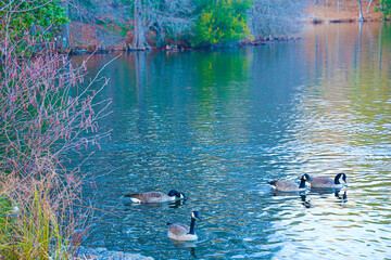 Ducks On The Lake
