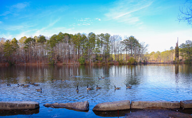 Ducks Swimming In Lake With Trees In the Background