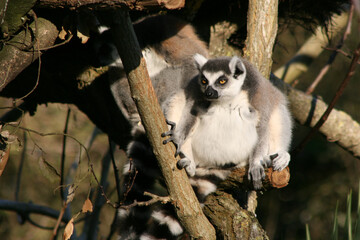 lemur (maki catta) in a zoo in france 