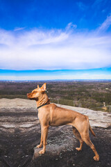 Hiking Dog Enjoying Nature