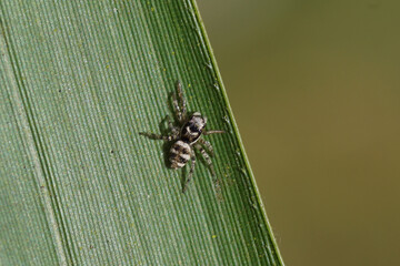 Larva of a jumping spider (Salticus) on a bamboo leaf. Probably zebra spider (Salticus scenicus). Family Salticidae. In a Dutch garden. Late winter, spring. Netherlands, March