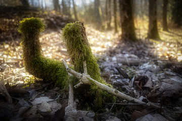 Moos auf Baumstümpfen im Wald