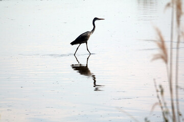 Graureiher am Reinheimer Teich