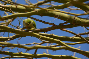 loros verdes