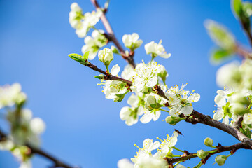 Blooming apple tree branch in the garden on a blue sky background. Spring cherry flowers close up.