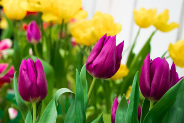 Obraz premium Growing tulips. Fresh flowers in the farm field.