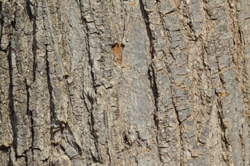 fondo árbol corteza