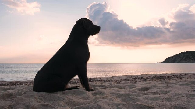 Junior chocolate Labrador Retriever sitting on a sandy beach during sunset barking to somebody.
