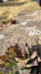 autumn leaves on the ground