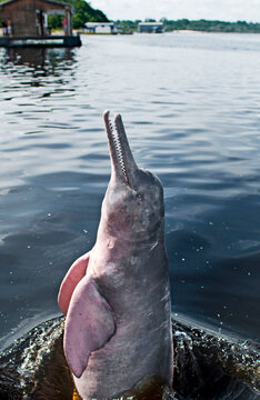 Boto-Cor-de-Rosa no Rio Negro .