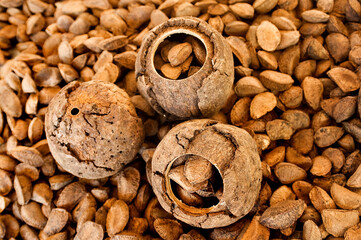 Ouriço e sementes de castanha-do-pará ou castanha-do-Brasil 