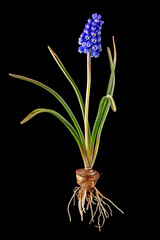 Fototapeta premium Blue grape hyacinth with onion, leaves and blossom