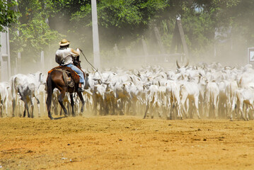 Pantaneiro tocando boiada