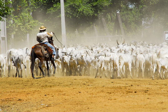 Peão boiadeiro tocando a boiada, (Brazilian cowboy) Photo t…