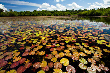 Plantas aquáticas no Lago Azul do Apiacás.
