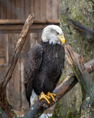 Eagle closeup portrait in a zoo.