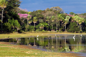 Paisagem no Pantanal com lagoa e aves