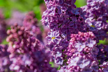Macro photo of lucky five-petal lilac flower.