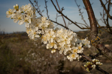 Albero fiorito in primavera