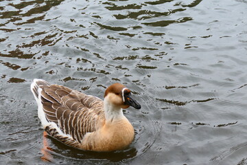 schwimmende Höckergans
