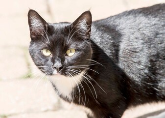 black and white cat, greyscale, grayscale