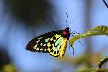 A vibrant, up close look into a butterfly resting on a leaf.
Type: Queen Alexandra's Birdwing