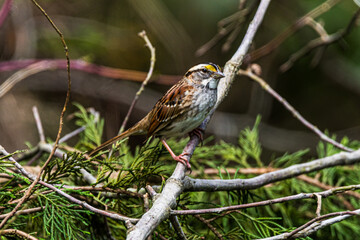 A White-throated Sparrow Perched on a Branch
