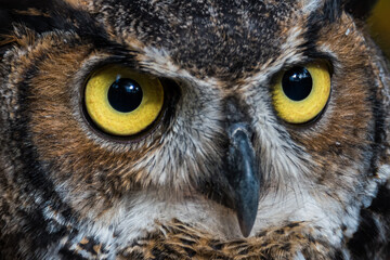 great horned owl close-up