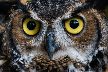 great horned owl close-up