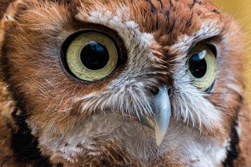 Eastern Screech Owl Close-up