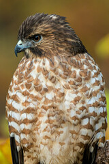 Red Tailed Hawk Looking