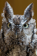 Eastern Screech Owl staring into camera