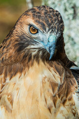 Red Tailed Hawk Looking for Prey