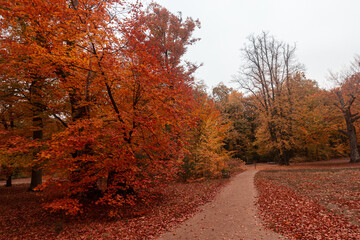 Autumn trees in the park