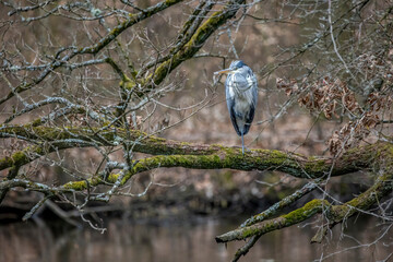 A common grey heron at a little pond called Jacobiweiher next to Frankfurt in Hesse, Germany at a cold day in winter.