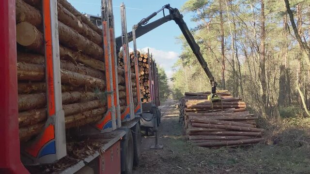 Crane on a truck picks up just cut logs in the forest and put them o a log trailer. Following the crane.