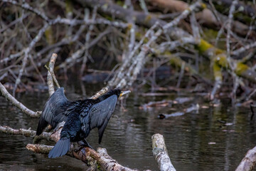 A great black cormorant sitting on a tree in a pond called Jacobiweiher next to Frankfurt, Germany at a sunny evening in winter.