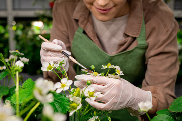 Gloved hands of vertical farm worker holding strawberry blossom during artificial pollination